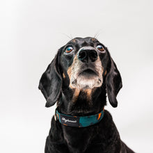 Cargar imagen en el visor de la galería, Collar Animal Print Orange Forest