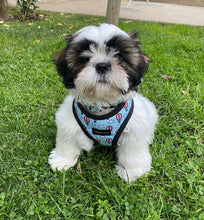 Cargar imagen en el visor de la galería, arnés para perro balloons