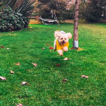 Cargar imagen en el visor de la galería, impermeable para perro Doglamour

