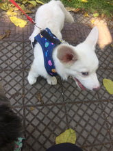 Cargar imagen en el visor de la galería, Arnés para perro Happy Galaxy
