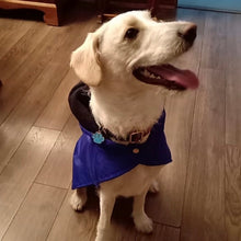 Cargar imagen en el visor de la galería, impermeable para perro Doglamour
